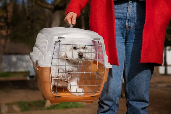 Guia definitivo: como levar cães e gatos para os Estados Unidos — regras, documentos e procedimentos