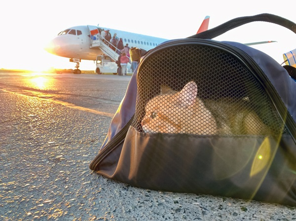Guia definitivo: como levar cães e gatos para os Estados Unidos — regras, documentos e procedimentos