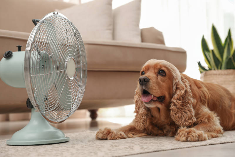6 dicas do veterinário para prevenir riscos: “Calor intenso, parasitas e perigos — saiba como manter seu pet protegido na Flórida”