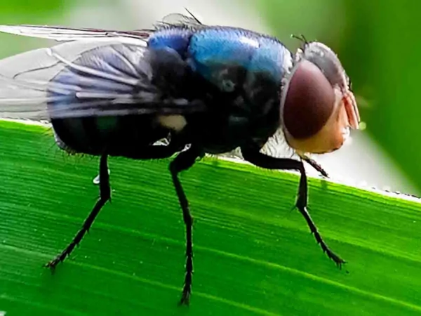 Texas confirma primeiro caso de bicheira-do-Novo-Mundo em animal silvestre nos EUA